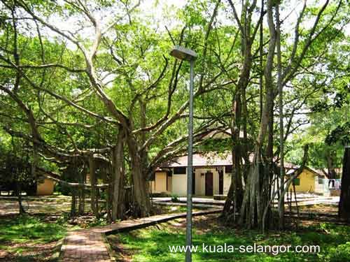 Kuala Selangor Nature Park (Taman Alam Kuala Selangor)