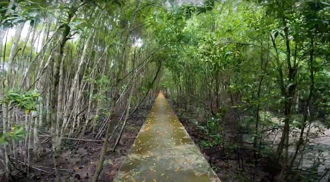 Mangrove Tree in Kuala Selangor Nature Park (Taman Alam Kuala Selangor)