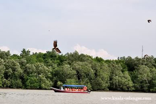 Eagle flying at Selangor River