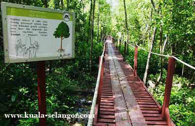 Mangrove Tree in Kuala Selangor Nature Park